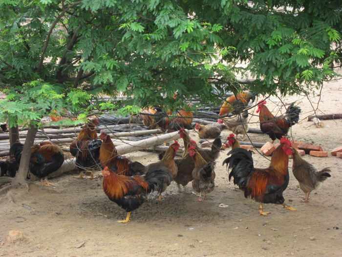 舜泰家雞養(yǎng)殖基地